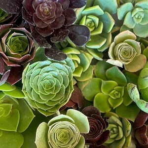 Assorted Aeonium Succulent Cuttings 5 Varieties for Propagation