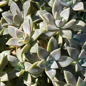 以下が含まれることがあります： 厚い、淡い緑色の葉を持つ多肉植物のクラスターのクローズアップ。葉はわずかに青みがかった灰色がかっており、ロゼット状に配置されています。画像は明るく照らされており、植物の質感と形を際立たせています。