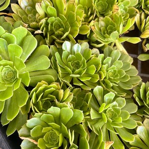 May include: A close-up shot of a collection of green succulents. The plants have tightly packed, rosette-shaped leaves, with a mix of light and dark green hues. The image showcases the natural texture and detail of the succulent leaves.