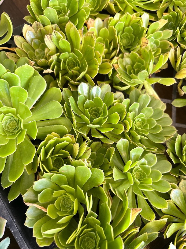 May include: A close-up shot of a collection of green succulents. The plants have tightly packed, rosette-shaped leaves, with a mix of light and dark green hues. The image showcases the natural texture and detail of the succulent leaves.