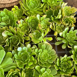 May include: A close-up of several bright green succulent plants. The plants have tightly packed, rosette-shaped leaves. The leaves are a vibrant green colour, with some showing slight yellowing at the edges. The plants are arranged in a dark container.