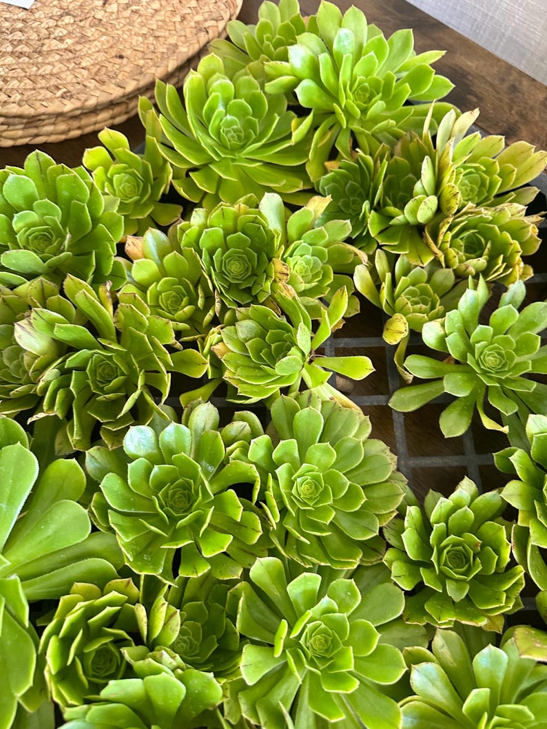 May include: A close-up of several bright green succulent plants. The plants have tightly packed, rosette-shaped leaves. The leaves are a vibrant green colour, with some showing slight yellowing at the edges. The plants are arranged in a dark container.