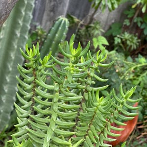 May include: Close-up of a succulent plant with vibrant green, finger-like leaves. The plant has multiple stems, with new growth showing a lighter shade of green. Other plants and a wooden fence are visible in the background.