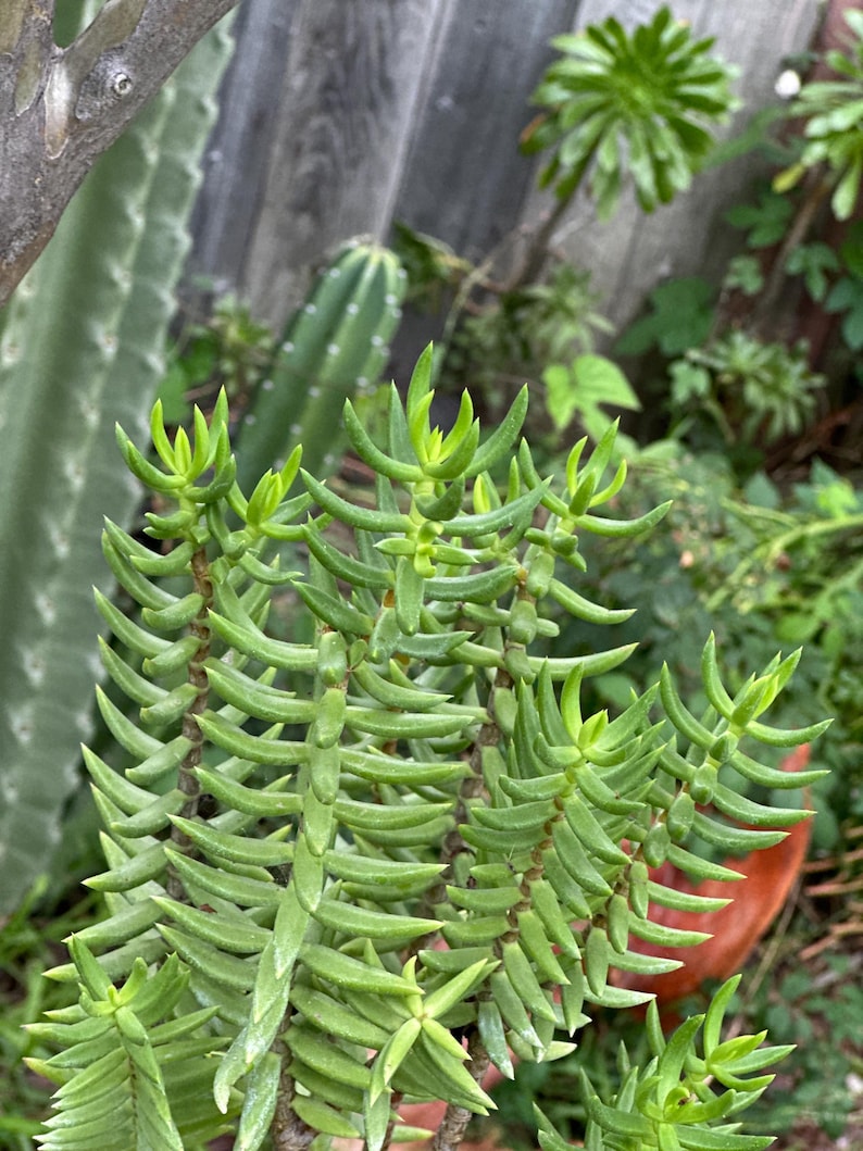 May include: Close-up of a succulent plant with vibrant green, finger-like leaves. The plant has multiple stems, with new growth showing a lighter shade of green. Other plants and a wooden fence are visible in the background.