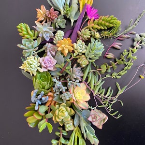 50 succulent cuttings