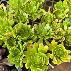 May include: An overhead view of several bright green succulent plants with rosette-shaped leaves. The plants are arranged in a black plastic tray, with some leaves showing yellowing edges. The background is a wooden surface.
