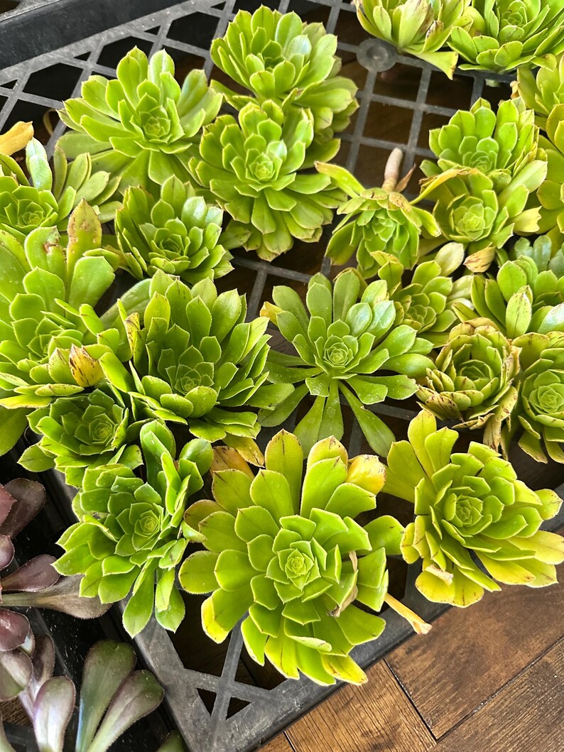 May include: An overhead view of several bright green succulent plants with rosette-shaped leaves. The plants are arranged in a black plastic tray, with some leaves showing yellowing edges. The background is a wooden surface.