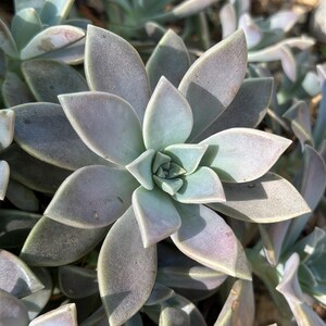 Ghost Plant Succulent Cuttings | Graptopetalum paraguayense | Small Medium Large Rosettes | Bulk Succulent Cuttings | Wedding Favors | Live