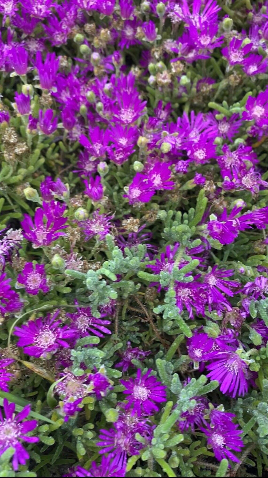 Rosea Ice Plant Drosanthemum Floribundum Etsy