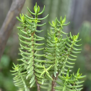 May include: Close-up of a succulent plant with vibrant green, needle-like leaves. The plant has multiple stems, each densely packed with the small, pointed leaves. The tips of the leaves have a lighter green hue, creating a contrast. The background is blurred.