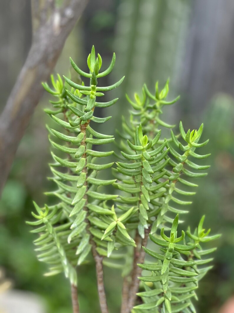 May include: Close-up of a succulent plant with vibrant green, needle-like leaves. The plant has multiple stems, each densely packed with the small, pointed leaves. The tips of the leaves have a lighter green hue, creating a contrast. The background is blurred.