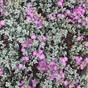 K&ouml;nnte beinhalten: Nahaufnahme einer Bodendeckerpflanze mit kleinen, fleischigen, silbrig-gr&uuml;nen Bl&auml;ttern und B&uuml;scheln leuchtend rosa Bl&uuml;ten.