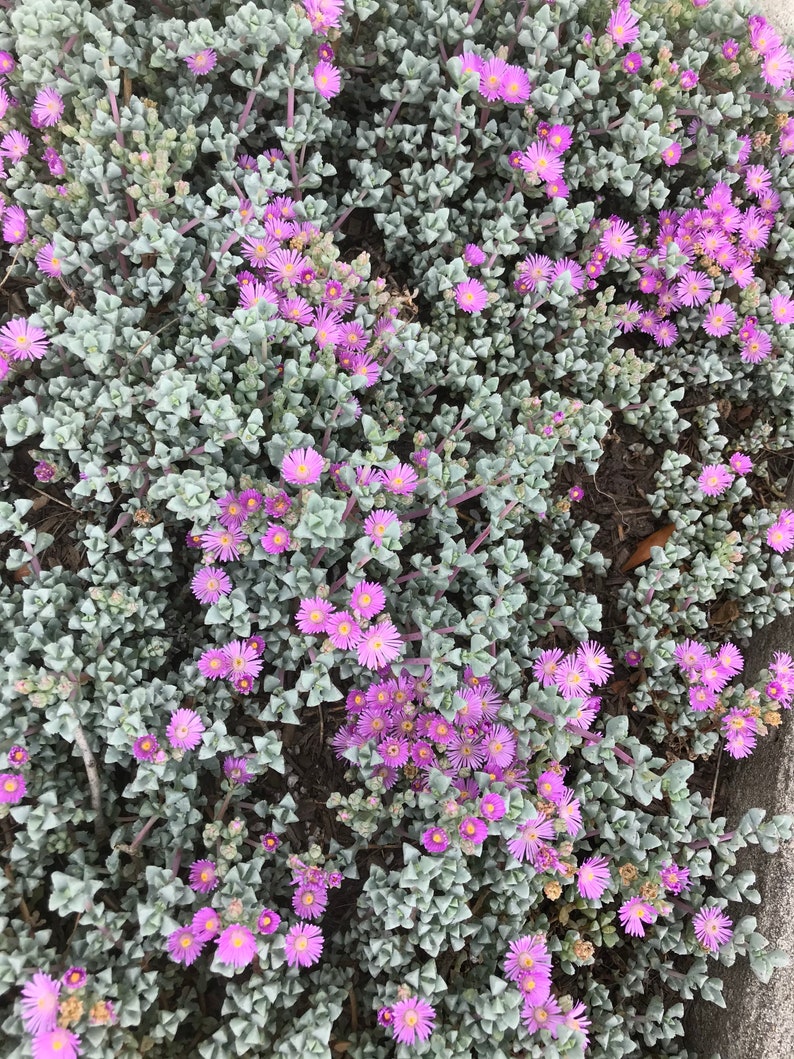 K&ouml;nnte beinhalten: Nahaufnahme einer Bodendeckerpflanze mit kleinen, fleischigen, silbrig-gr&uuml;nen Bl&auml;ttern und B&uuml;scheln leuchtend rosa Bl&uuml;ten.