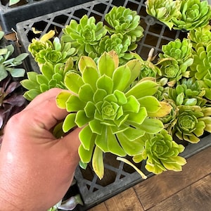 Green Tree Aeonium Cuttings | Aeonium Arboreum Succulent | Large Rosette Plant | Easy Care Succulent | Small Medium Large Sizes