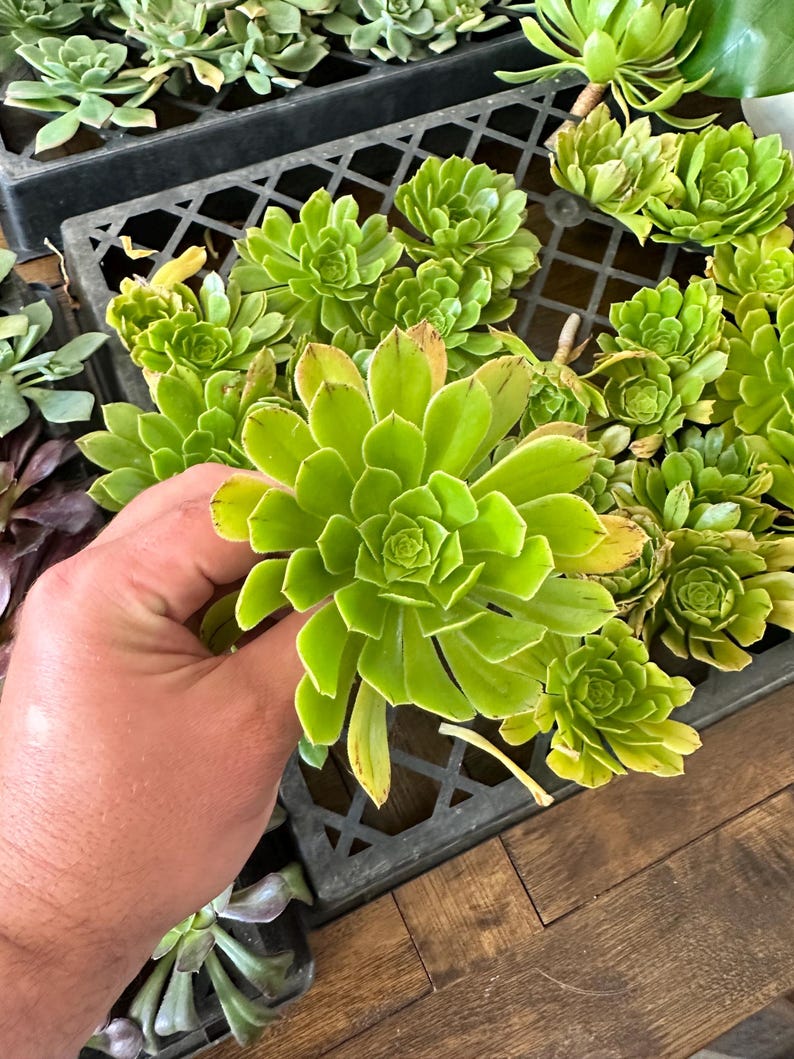 May include: Close-up of vibrant green succulents with rosette-shaped leaves. The plants are in a black plastic tray, with some held by a hand. The leaves have a slight yellowing at the edges. The background is a wooden surface.