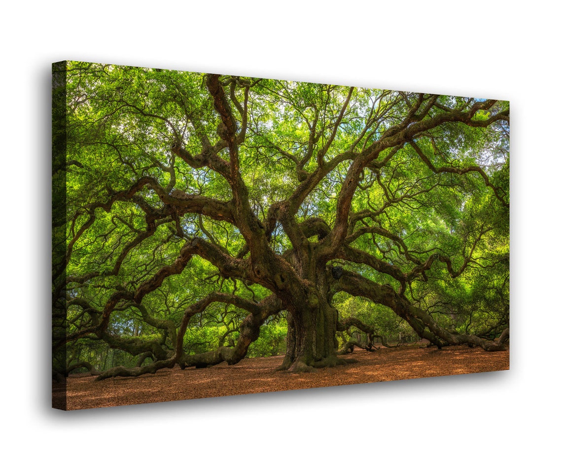 Angel Oak Tree Canvas Wall Art, Charleston Poster Art, Live Oak