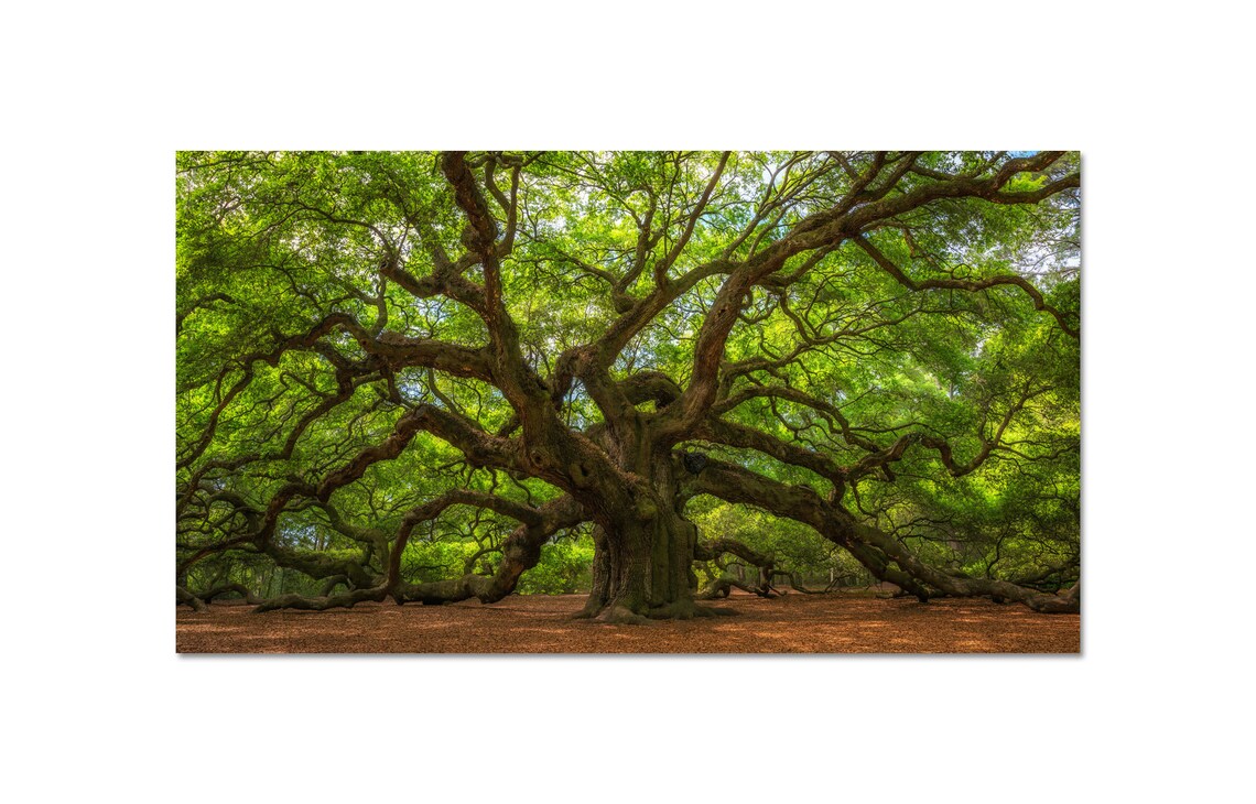 Angel Oak Tree Canvas Wall Art, Charleston Poster Art, Live Oak