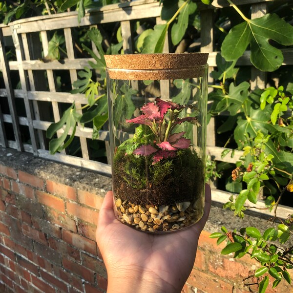 950ml Cork Closed Terrarium | Handmade | Ecosystem | MiniEarths | House Plant | Eco Jar | Eco-friendly | Gift