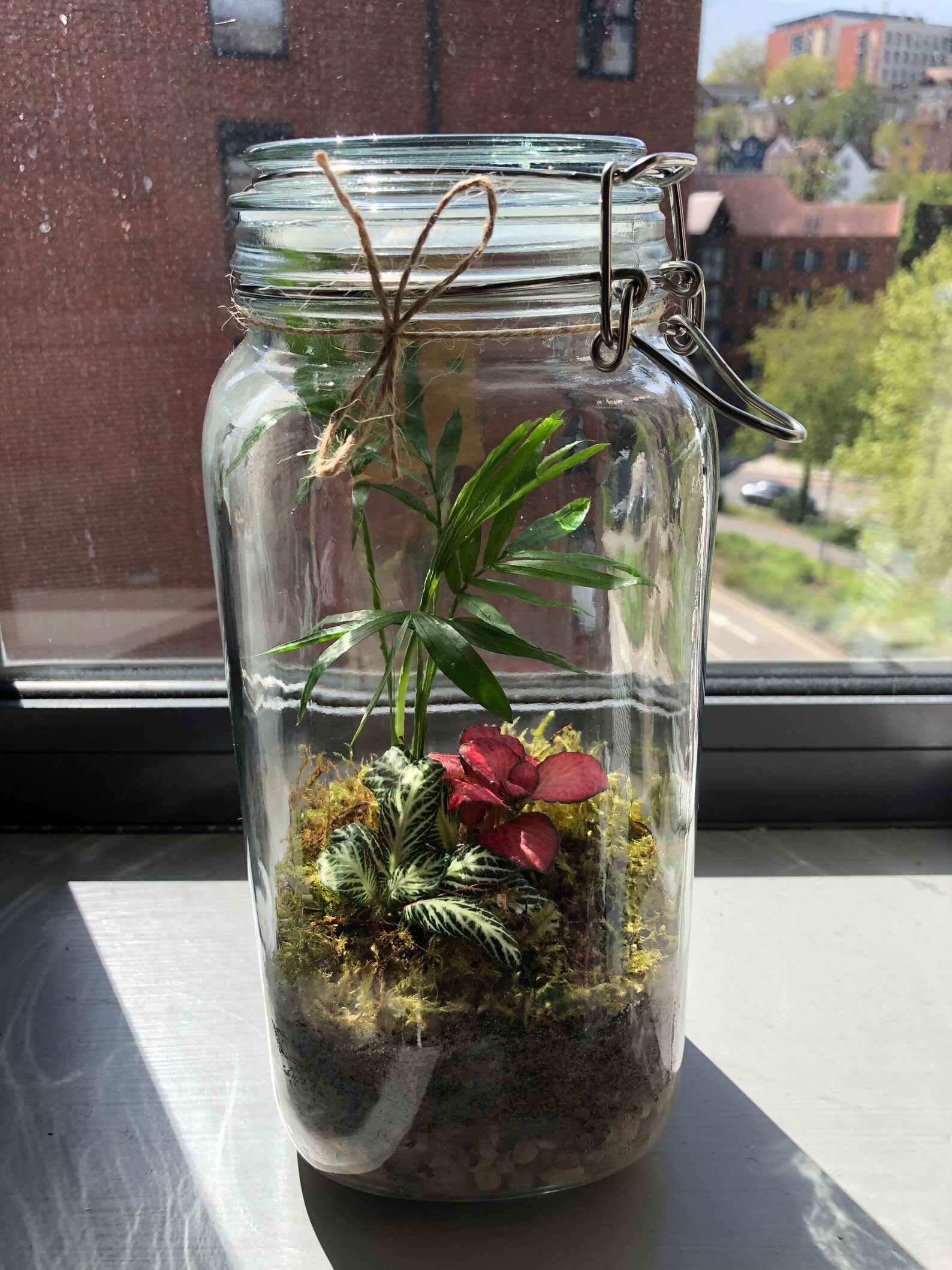 Large Closed Terrarium Handmade Ecosystem Mini Earths Etsy UK