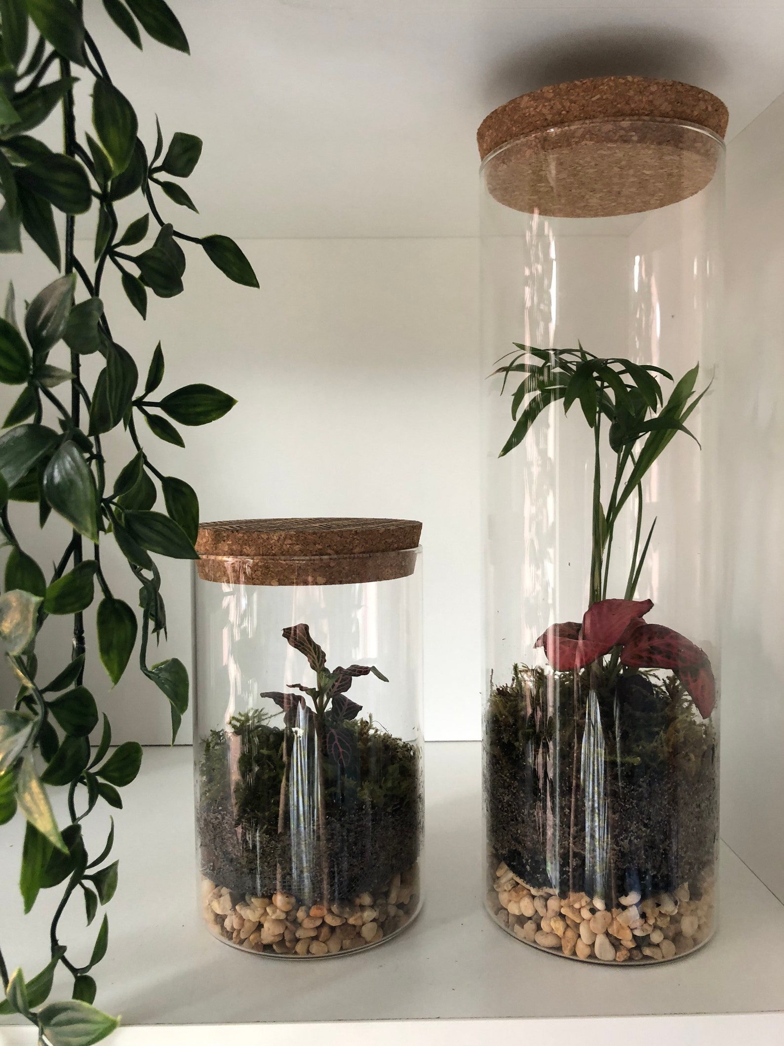 1800ml Glass Cork Closed Terrarium Handmade Ecosystem Etsy