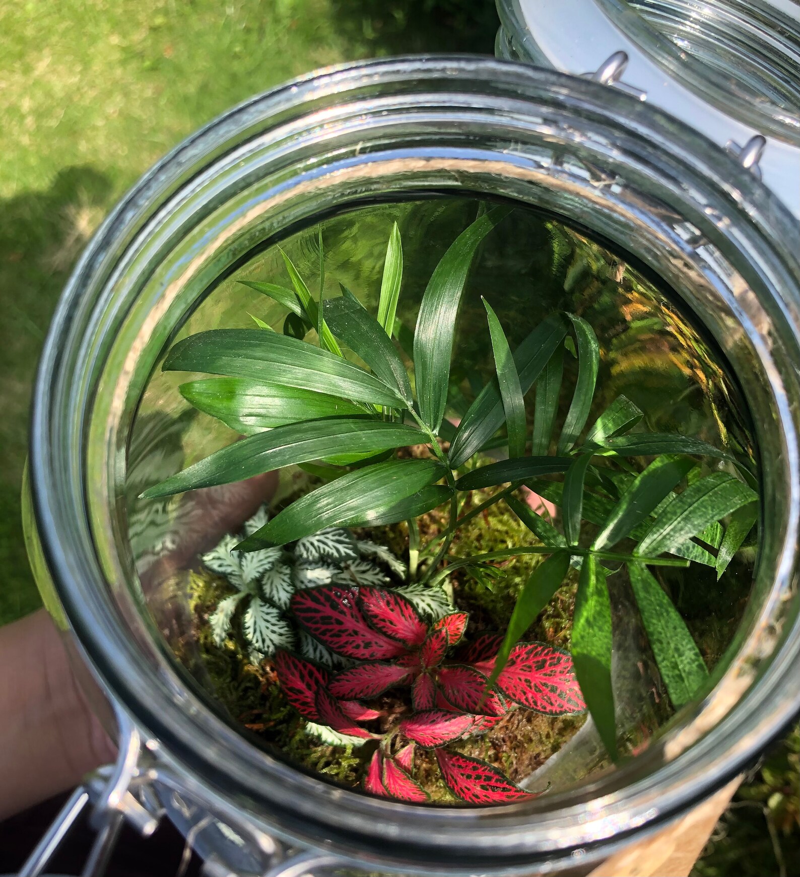 Large Closed Terrarium Handmade Ecosystem Mini Earths Etsy UK