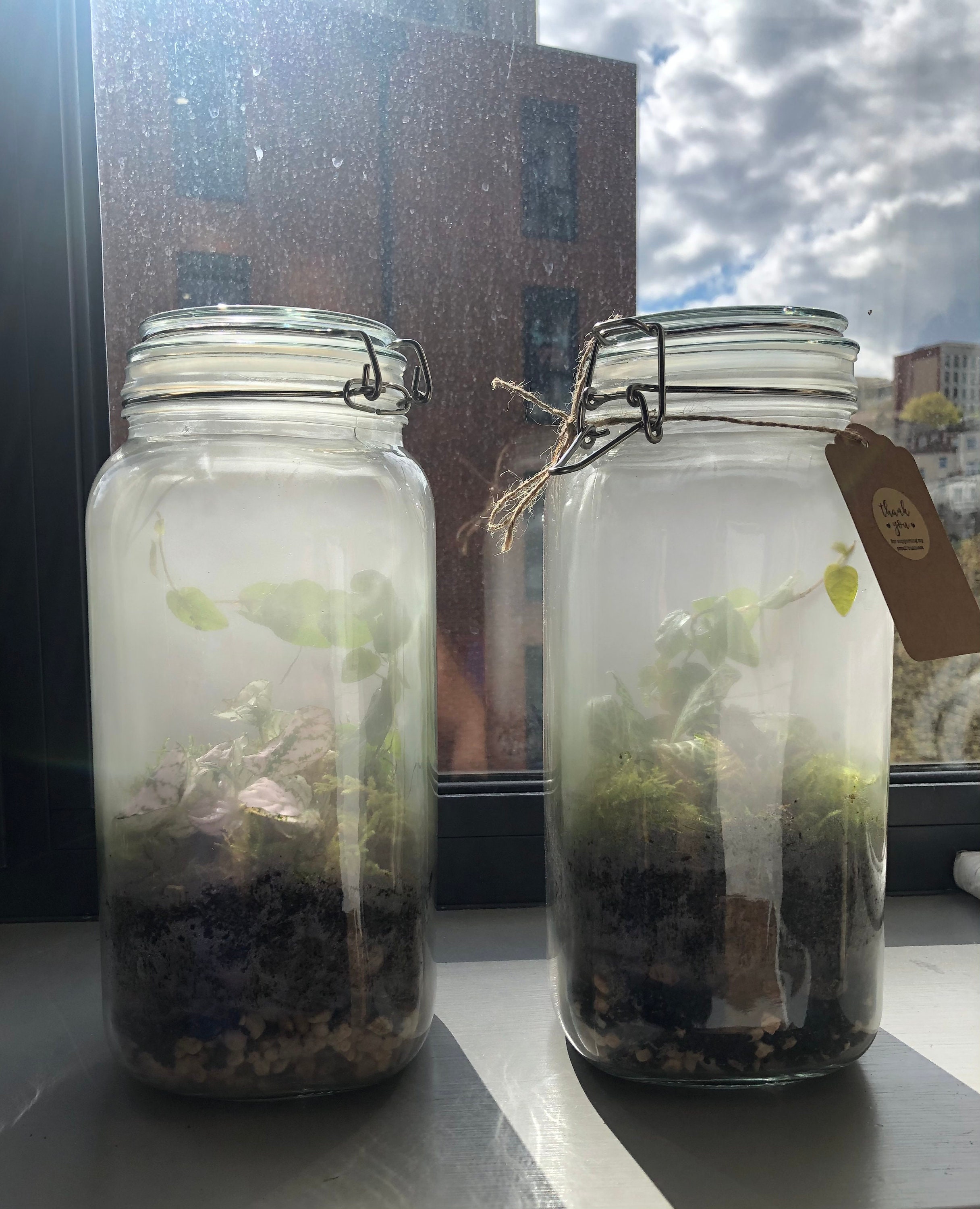 Large Closed Terrarium Handmade Ecosystem Mini Earths Etsy UK