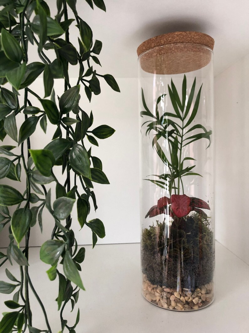 1800ml Glass Cork Closed Terrarium Handmade Ecosystem Etsy UK