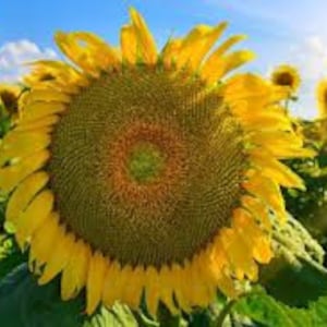 モンゴルのヒマワリの種