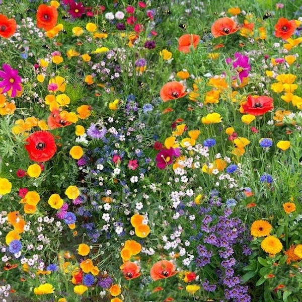 300 zaadbommen voor wilde bloemen