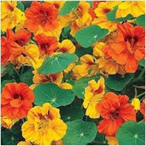 Tom Thumb nasturtium seeds