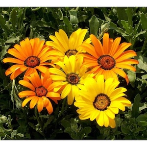 African daisy seeds