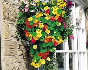 Nasturtium Spitfiretropaeolum Lobbianum 10 Flower Seeds - Etsy