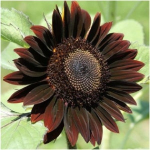 Chocolate sunflower seeds
