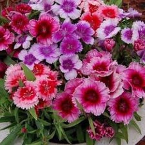 Beautiful dianthus seeds