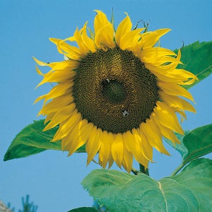 Gigantische Sonnenblumenkerne
