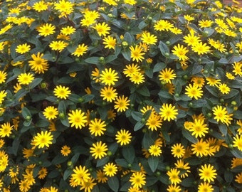 Hanging basket sunflower seeds