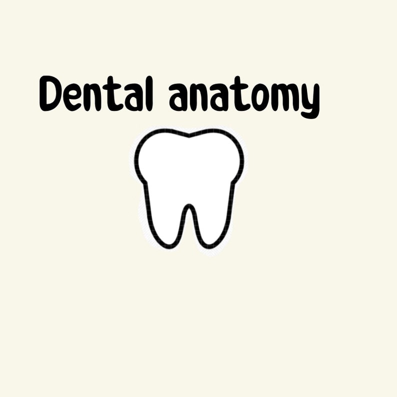 Dental Anatomy Etsy
