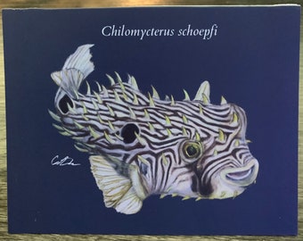 Striped Burrfish Greeting Card