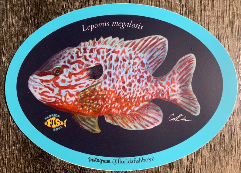 Longear Sunfish Lepomis megalotis Sticker image 1