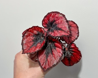 現在、この商品の在庫はありません - Etsy