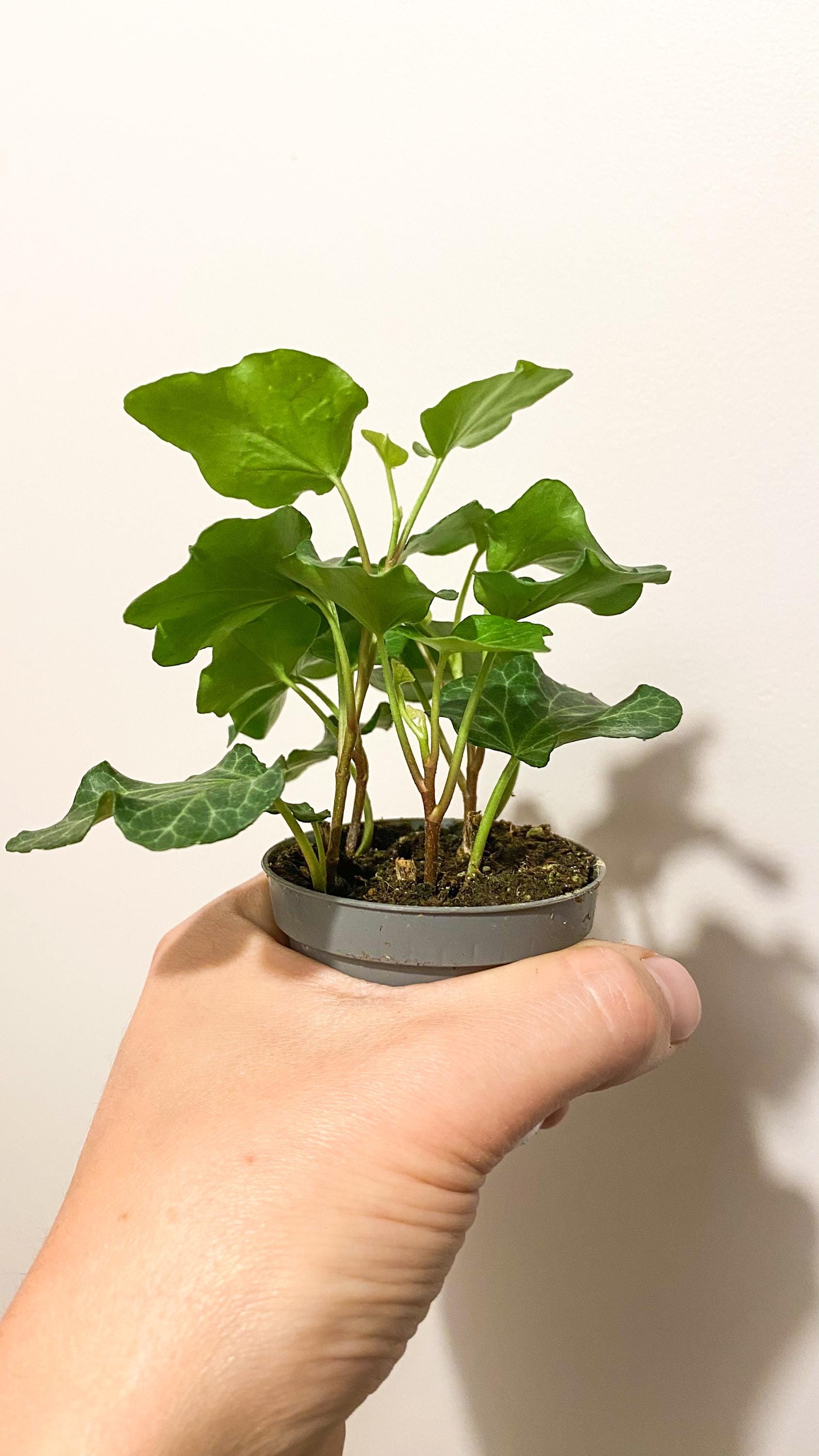 Baby-Pflanzen-Terrarium Hedera Helix (Kletterefeu) - Etsy.de