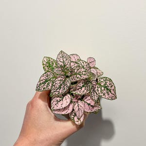 Peut inclure: Une petite plante à pois en pot, tenue dans une main. La plante présente des feuilles roses avec des mouchetures vertes. Les feuilles sont de forme ovale et densément tassées, créant un aspect plein et luxuriant. Le fond est un mur blanc uni.