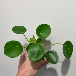 Peut inclure: Une plante Pilea peperomioides, également connue sous le nom de plante à monnaie chinoise, avec des feuilles rondes et vertes. La plante est présentée sur un fond blanc, mettant en valeur sa fraîcheur.