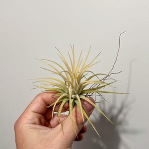 Peut inclure: Une plante aérienne aux longues feuilles épineuses, vert clair et jaune. La plante est tenue dans une main sur un fond blanc uni. La plante a une forme unique en étoile et quelques fines racines brunes.
