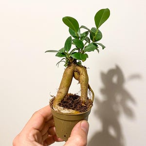 Può includere: Un piccolo bonsai in un vaso marrone. L'albero ha un sistema radicale spesso ed esposto e foglie verdi vibranti. Il vaso è tenuto in mano su uno sfondo bianco. Il bonsai è una versione in miniatura di un albero più grande.