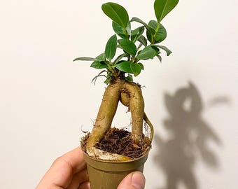 Planta de terrario bebé Ficus Microcarpa Ginseng