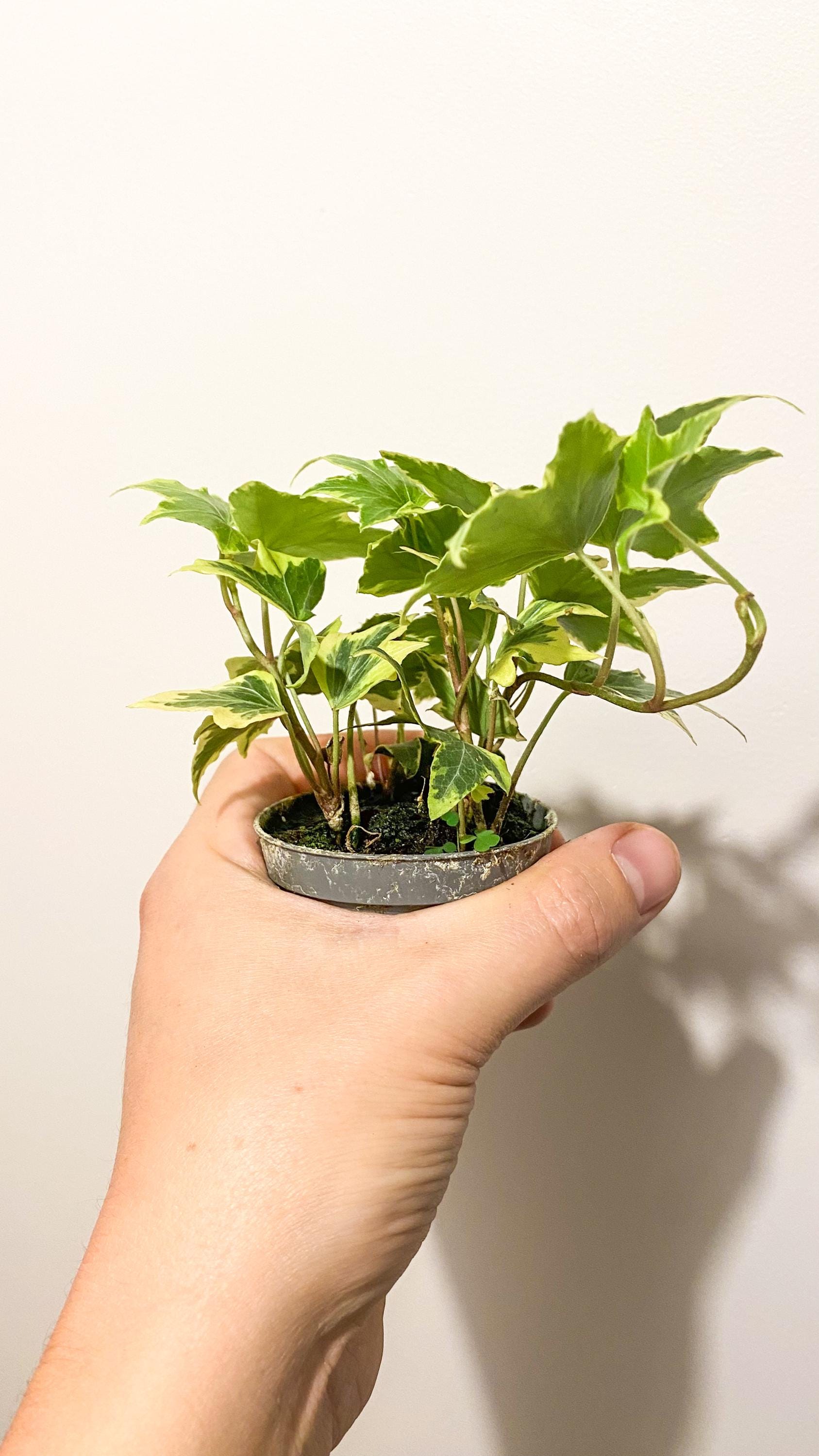 Baby-Pflanzen-Terrarium Hedera Helix (Kletterefeu) - Etsy.de