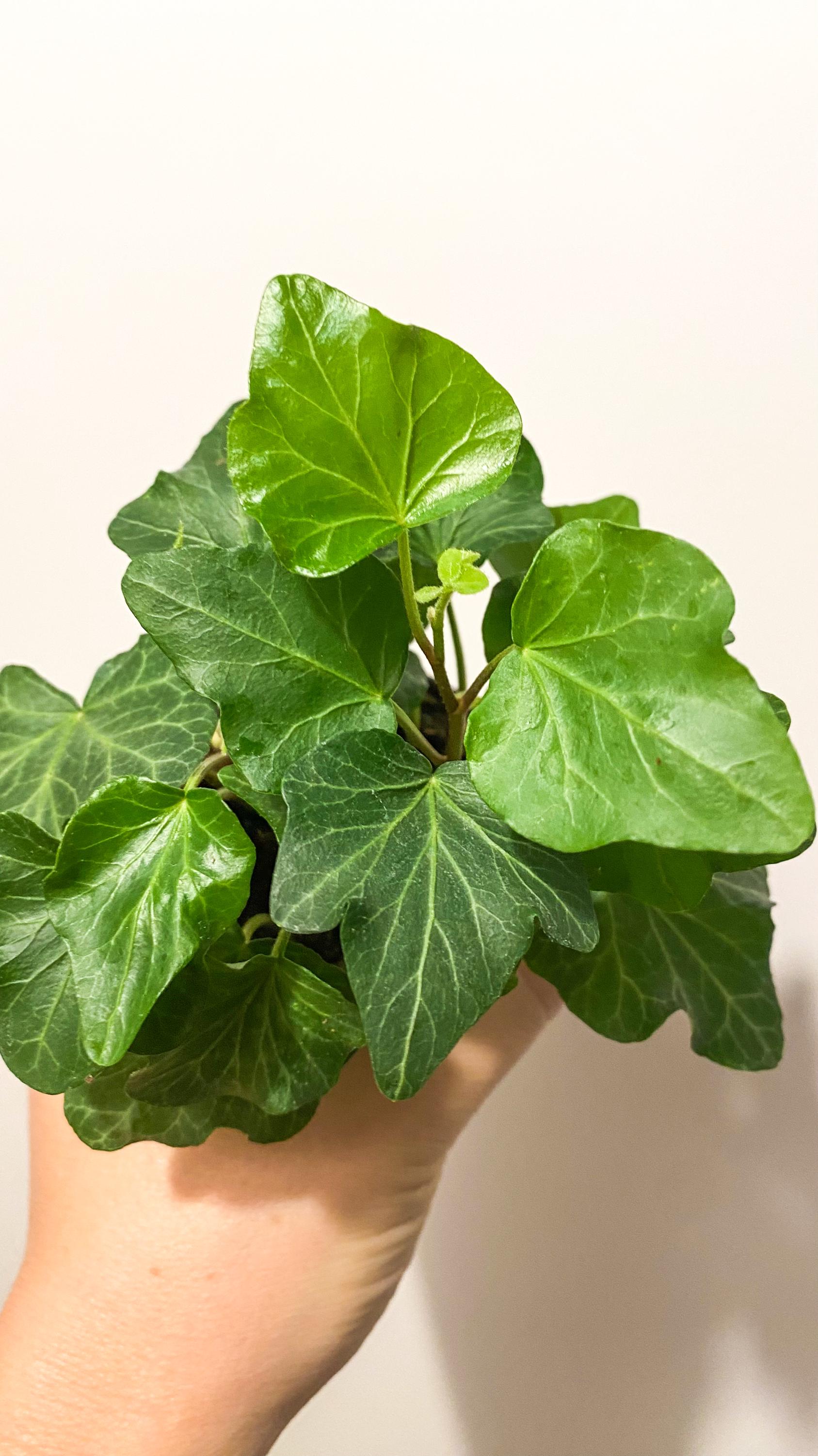 Baby-Pflanzen-Terrarium Hedera Helix (Kletterefeu) - Etsy.de