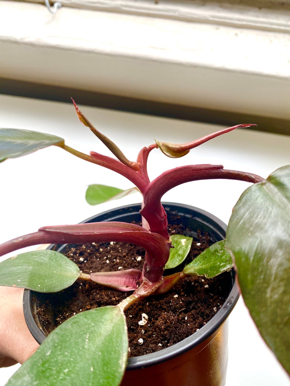 Rare Pink Princess Philodendron low variegation reverted Etsy