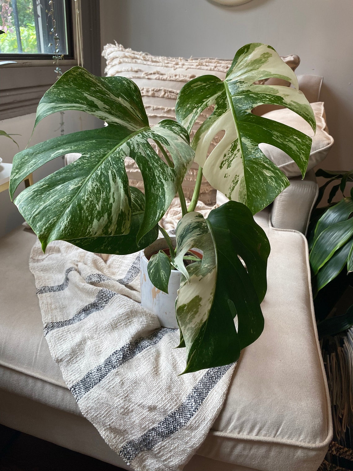 RARE Large Monstera Albo Borsigiana Fully Rooted Plant 6 Etsy